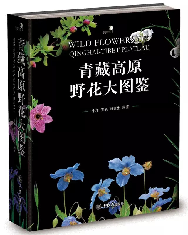 Wild Flowers of Qinghai-Tibet plateau (image for) Wild Flowers of Qinghai-Tibet plateau